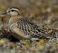 Eurasian Dotterel