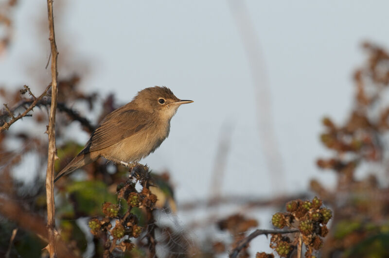 Common Reed Warbler