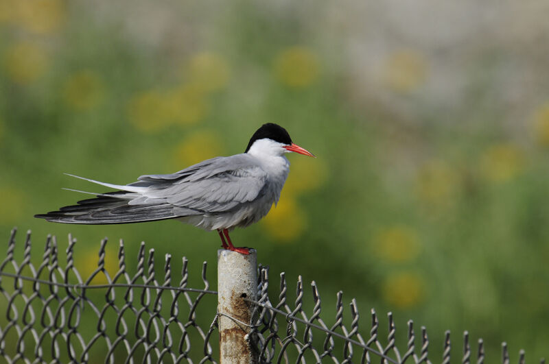 Common Ternadult breeding