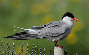 Common Tern