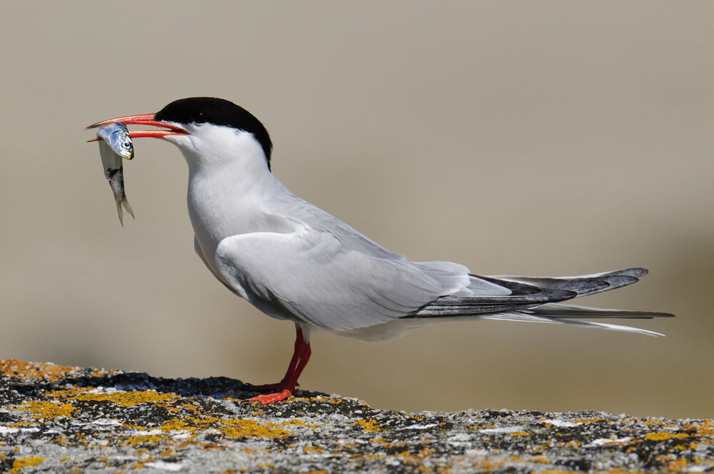 Common Ternadult breeding, Reproduction-nesting