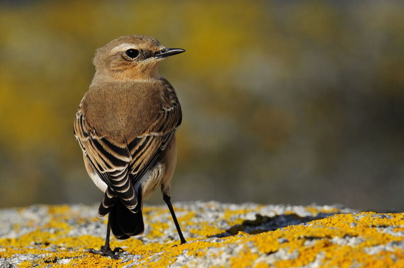 Northern Wheatear