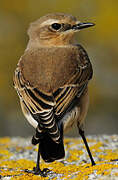 Northern Wheatear