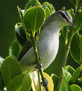 Red-eyed Vireo