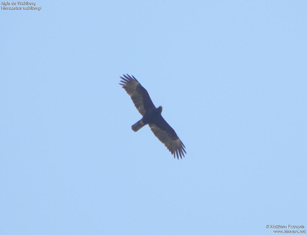 Wahlberg's Eagle