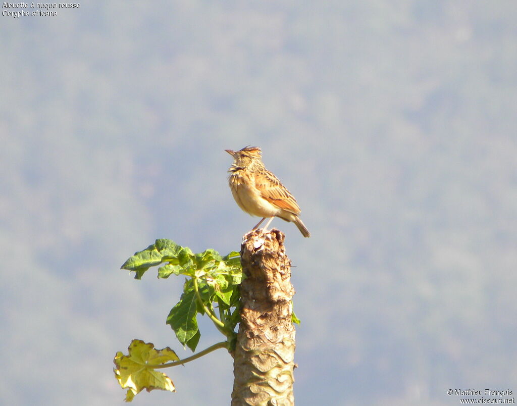 Rufous-naped Lark