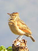 Rufous-naped Lark