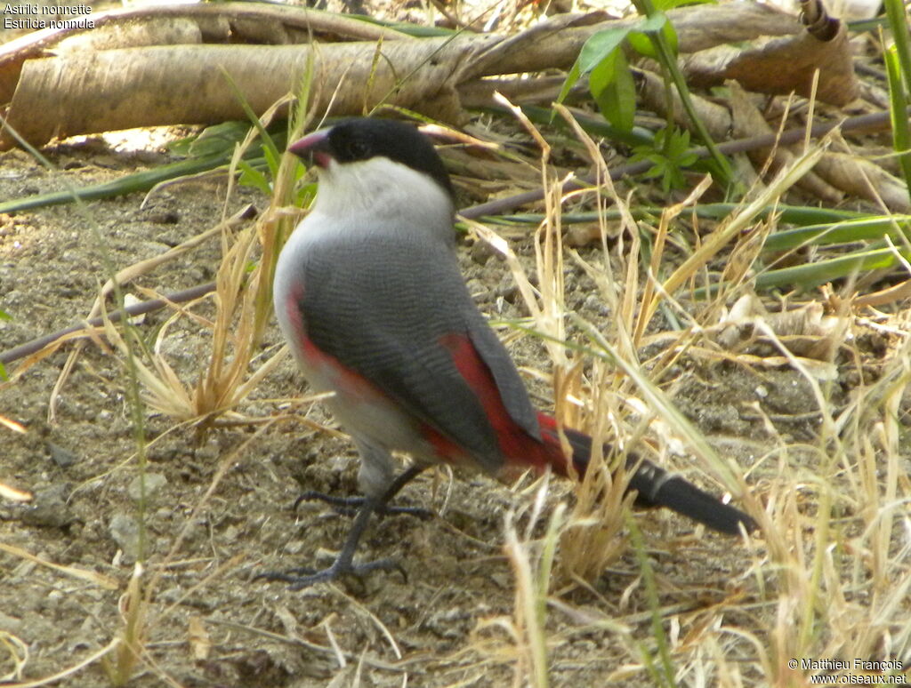 Black-crowned Waxbill