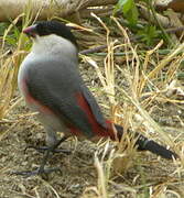 Black-crowned Waxbill