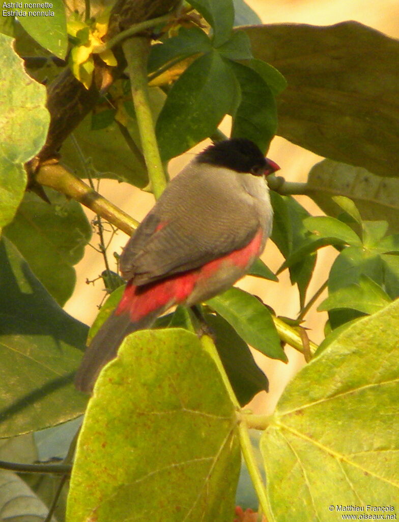 Black-crowned Waxbill, identification