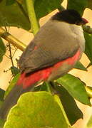 Black-crowned Waxbill