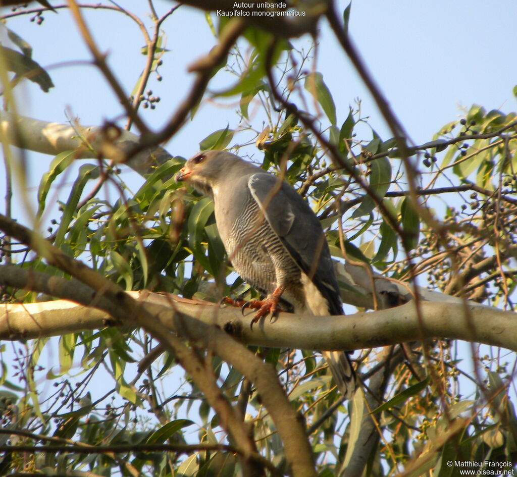 Lizard Buzzard