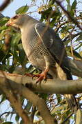 Lizard Buzzard