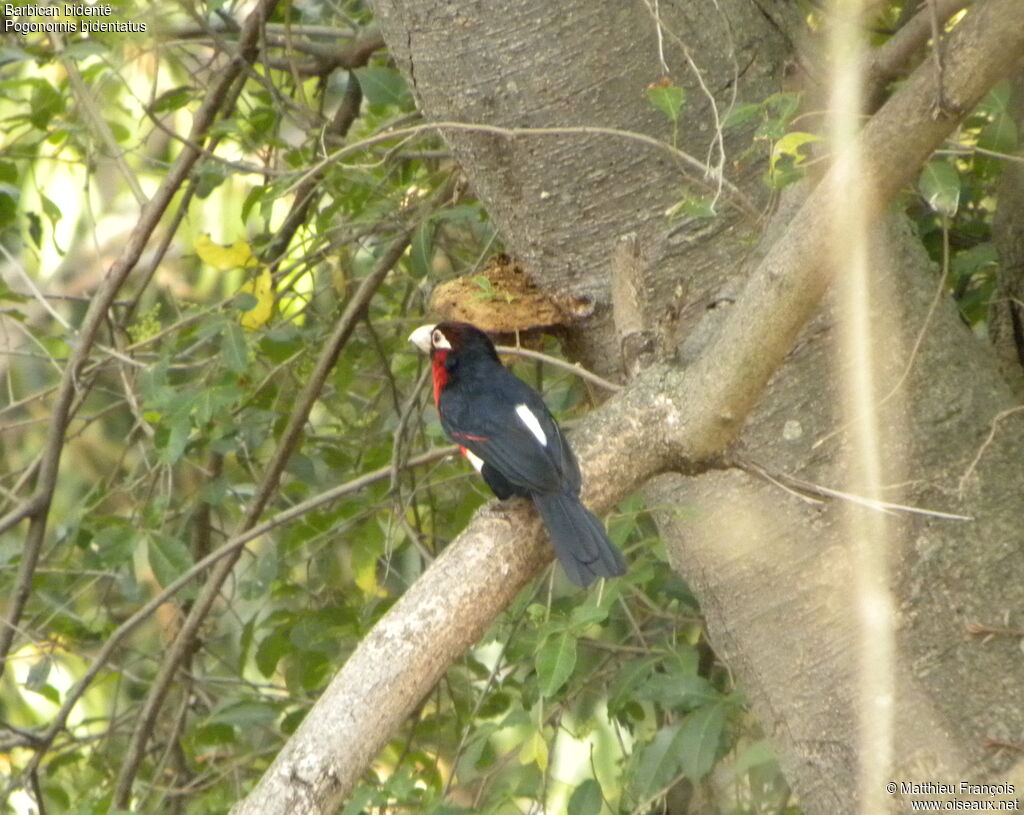 Double-toothed Barbet