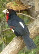 Double-toothed Barbet