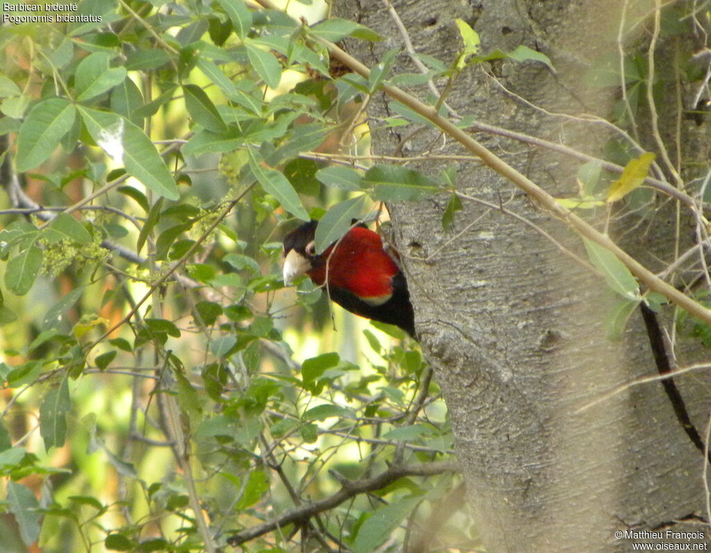 Double-toothed Barbet