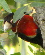 Double-toothed Barbet