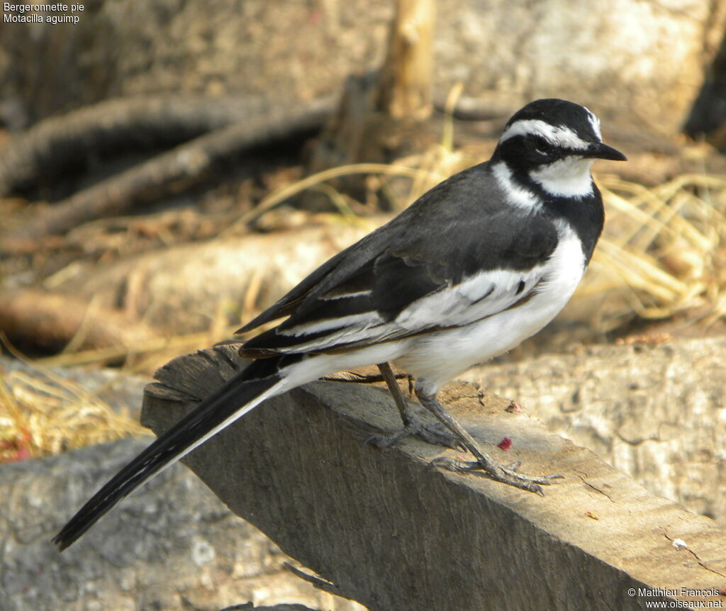 African Pied Wagtail