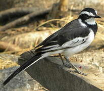 African Pied Wagtail