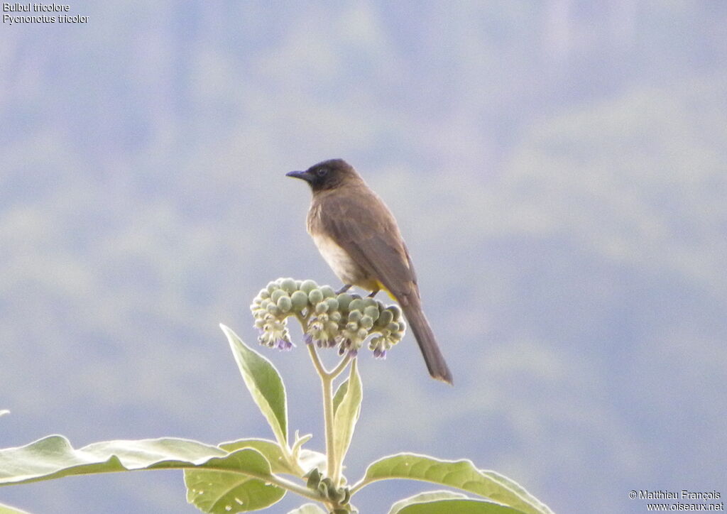 Bulbul tricolore, identification