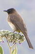 Bulbul tricolore