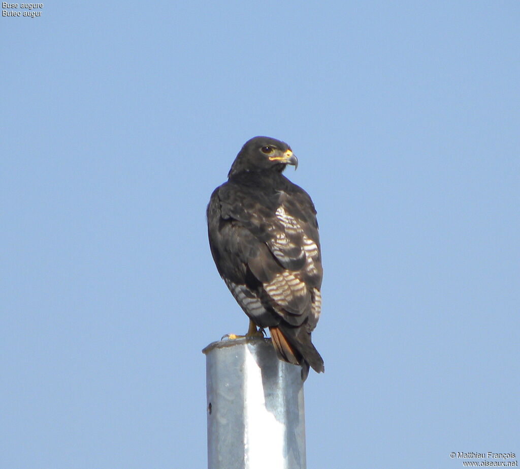 Augur Buzzard, identification