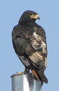 Augur Buzzard