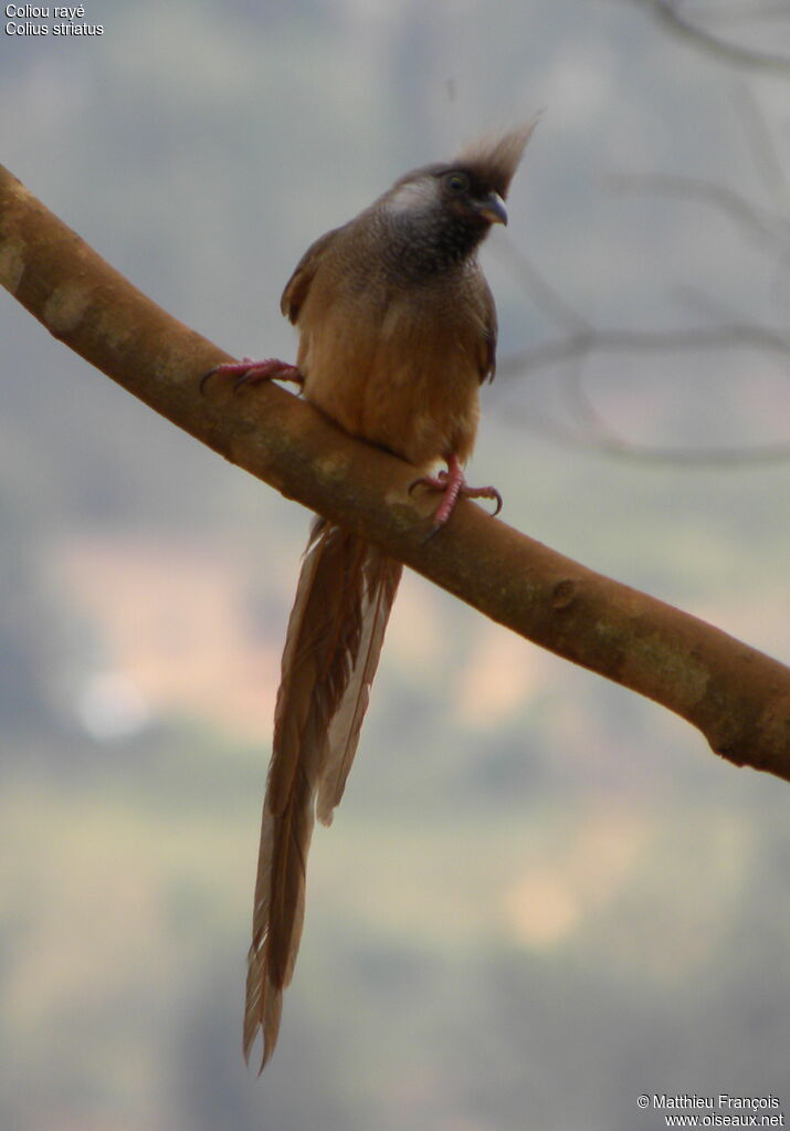 Speckled Mousebird