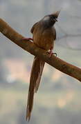 Speckled Mousebird