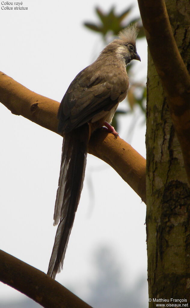 Speckled Mousebird