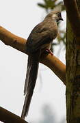 Speckled Mousebird