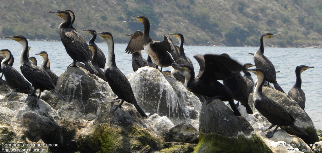 White-breasted Cormorant