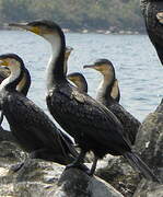 Cormoran à poitrine blanche