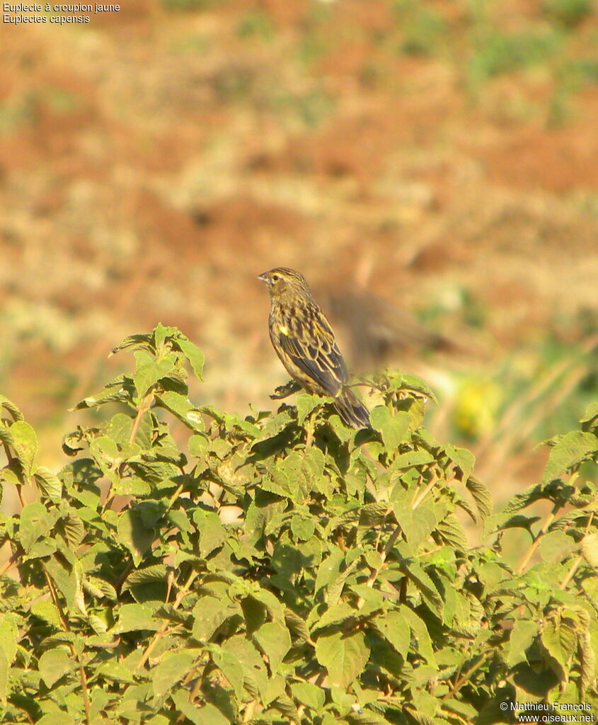 Yellow Bishop