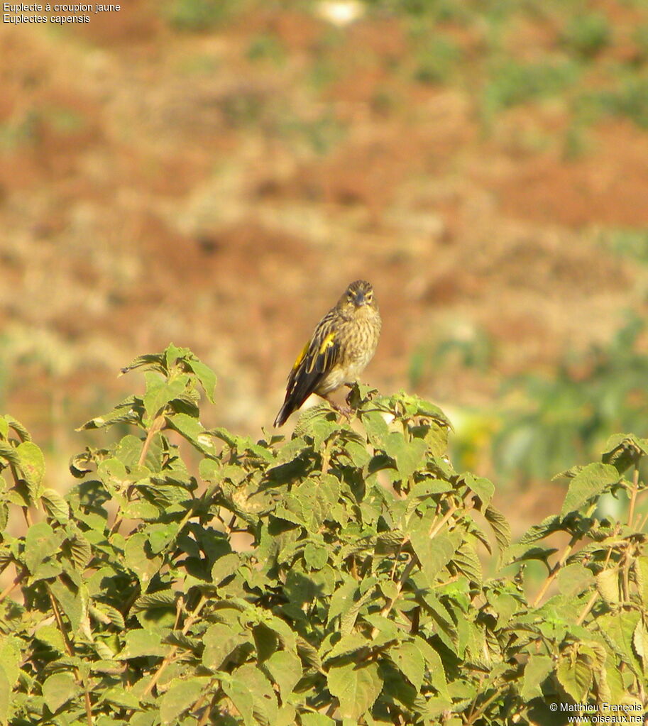 Yellow Bishop