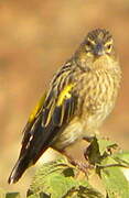 Yellow Bishop