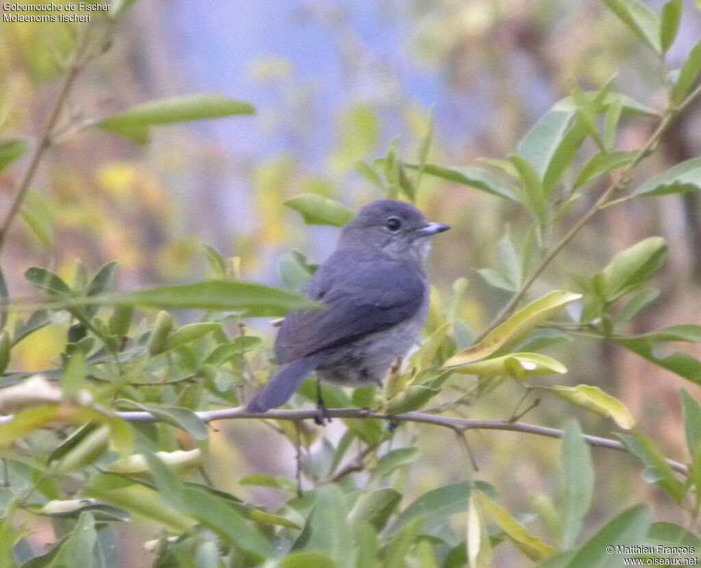 White-eyed Slaty Flycatcher, identification