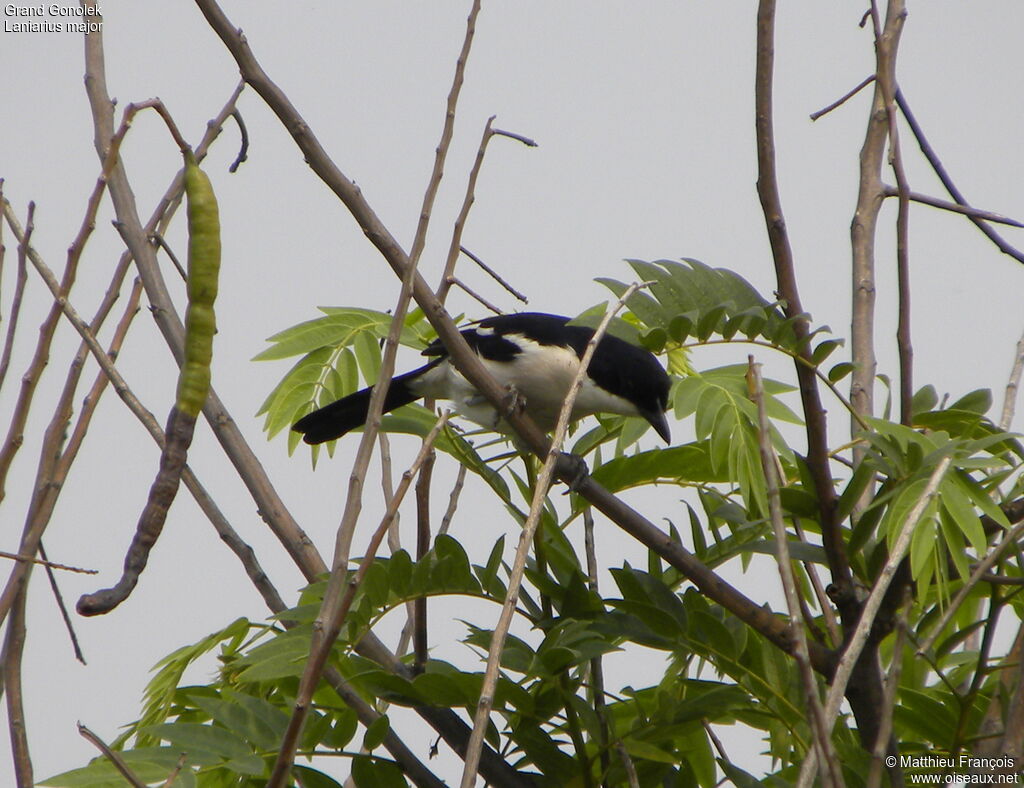 Grand Gonolek, identification