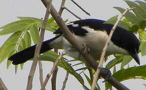 Tropical Boubou