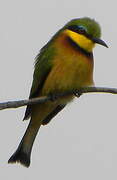 Little Bee-eater