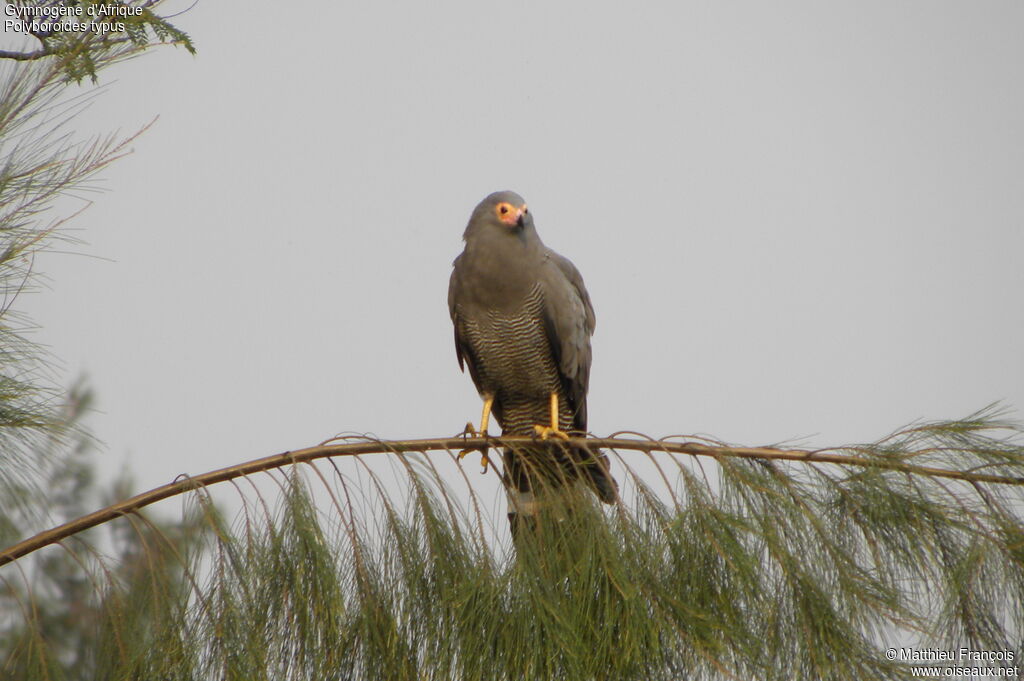 Gymnogène d'Afrique, identification