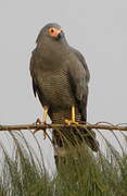 African Harrier-Hawk