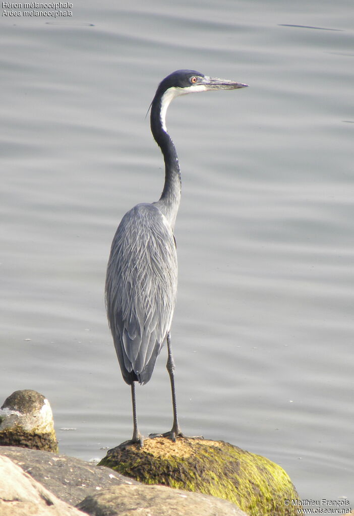 Black-headed Heron, identification