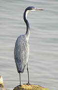 Black-headed Heron