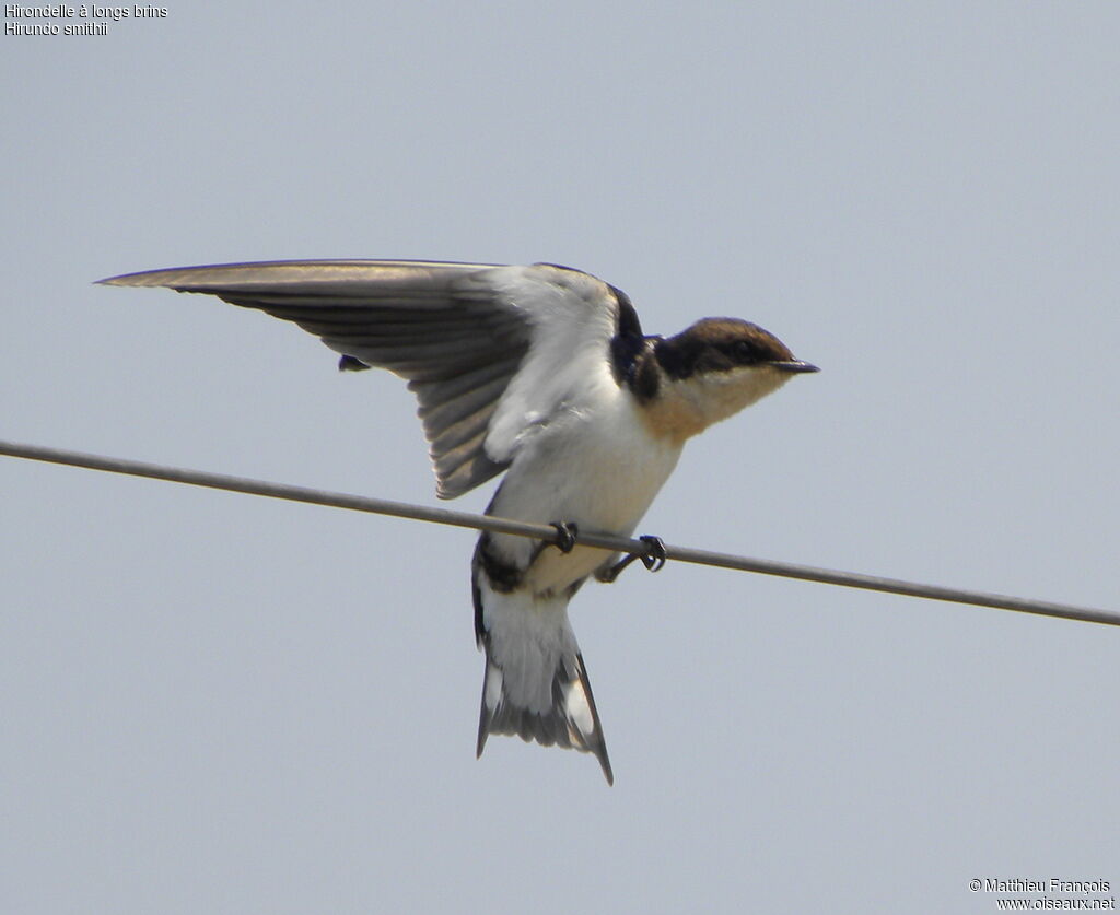 Wire-tailed Swallow, identification