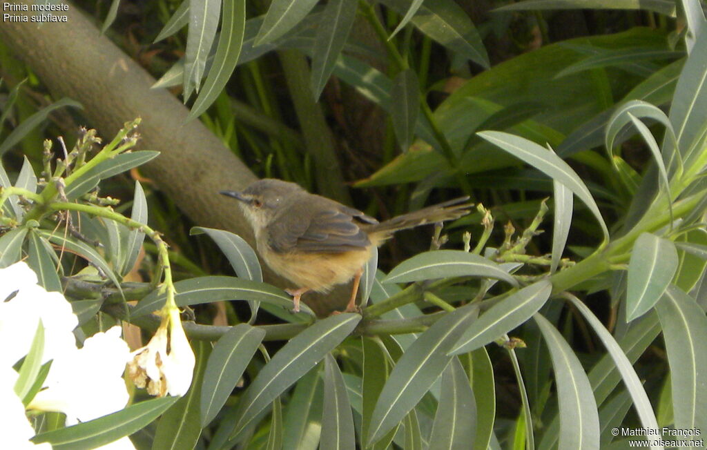 Tawny-flanked Prinia, identification