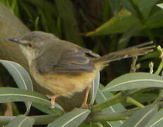 Tawny-flanked Prinia