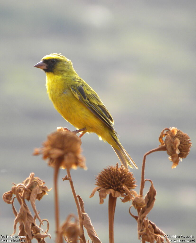 Western Citril male adult, identification