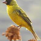 Serin à diadème