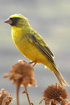 Serin à diadème